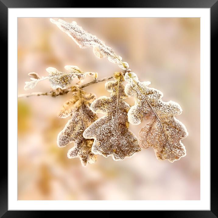 Frost covered Oak leaves Framed Mounted Print by Hugh McKean