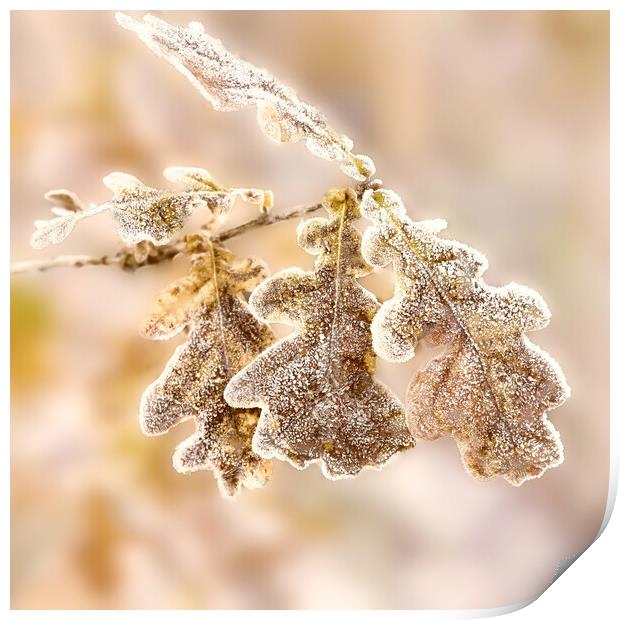 Frost covered Oak leaves Print by Hugh McKean