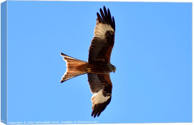 Red Kite soaring the sky in Oxfordshire Canvas Print by Julie Tattersfield