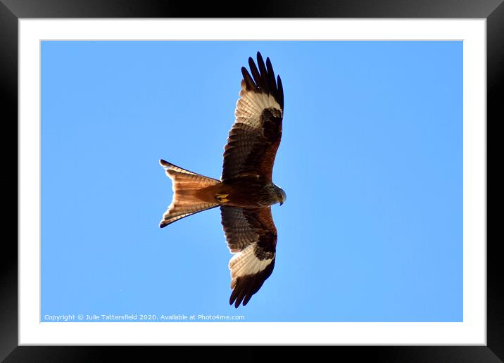 Red Kite soaring the sky in Oxfordshire Framed Mounted Print by Julie Tattersfield