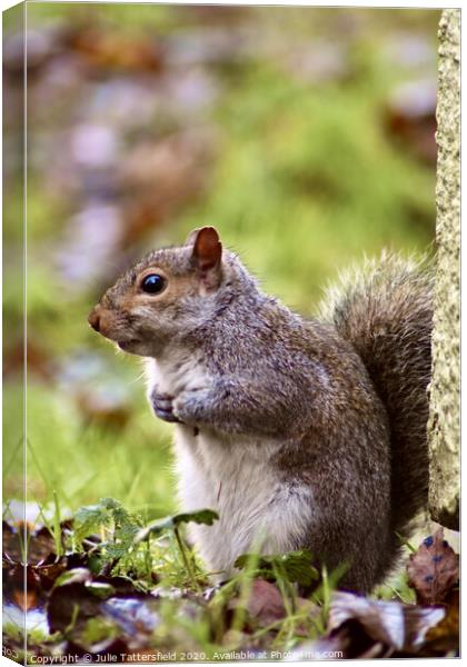 A Squirrel on the look out Canvas Print by Julie Tattersfield