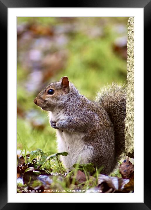 A Squirrel on the look out Framed Mounted Print by Julie Tattersfield