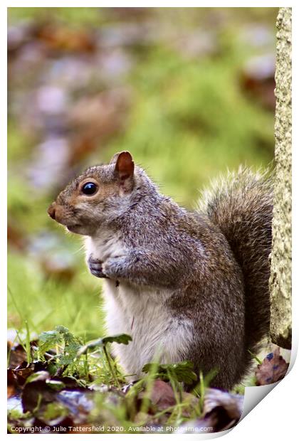 A Squirrel on the look out Print by Julie Tattersfield