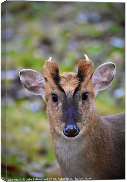 A muntjac deer looking at the camera Canvas Print by Julie Tattersfield