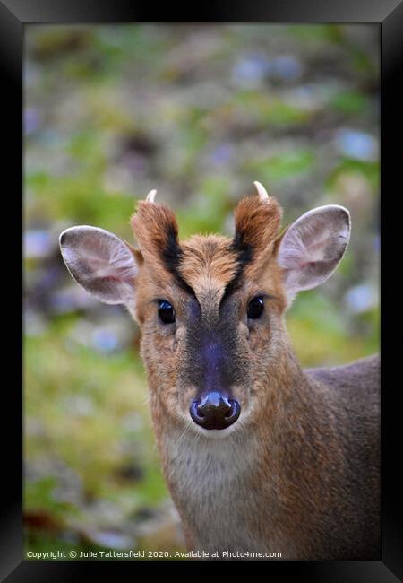 A muntjac deer looking at the camera Framed Print by Julie Tattersfield