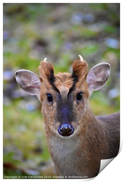 A muntjac deer looking at the camera Print by Julie Tattersfield