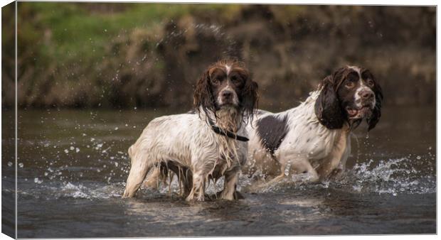 Daisy and Duke in the river Canvas Print by Graham Pickavance