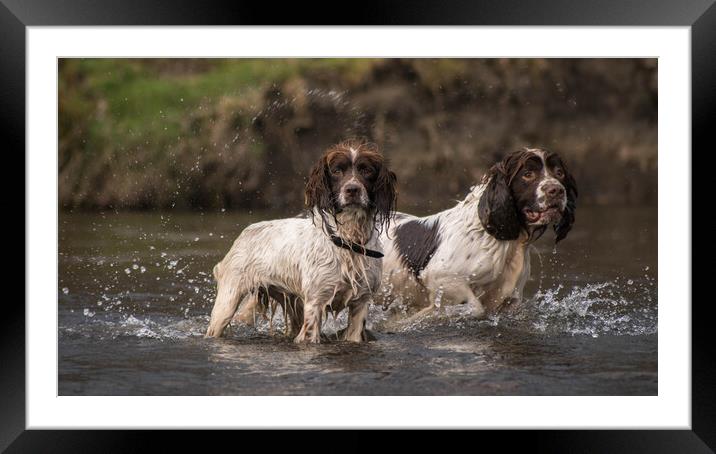 Daisy and Duke in the river Framed Mounted Print by Graham Pickavance