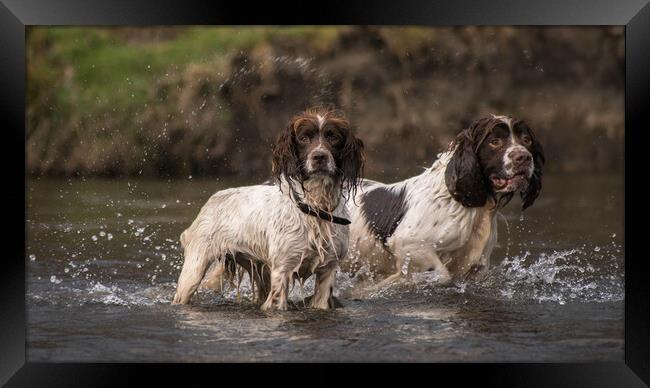 Daisy and Duke in the river Framed Print by Graham Pickavance