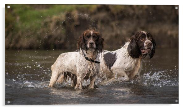 Daisy and Duke in the river Acrylic by Graham Pickavance