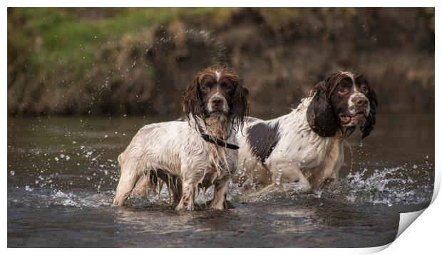 Daisy and Duke in the river Print by Graham Pickavance