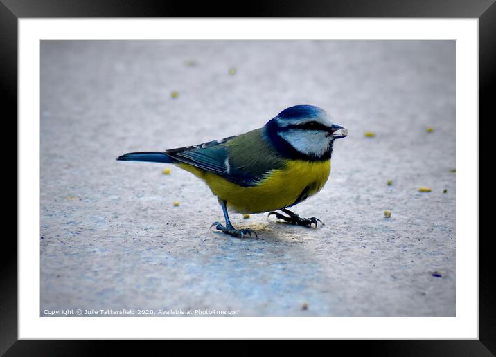 Blue tit enjoying the seed Framed Mounted Print by Julie Tattersfield