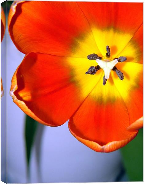 Dazzling Orange Tulip Canvas Print by Serena Bowles