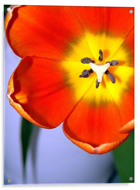 Dazzling Orange Tulip Acrylic by Serena Bowles
