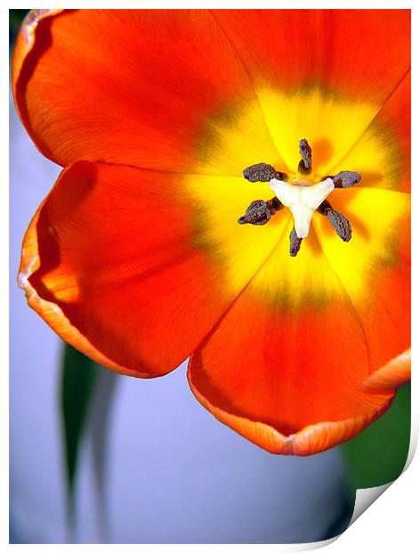 Dazzling Orange Tulip Print by Serena Bowles