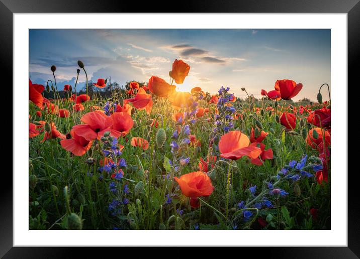 Poppies Field Framed Mounted Print by Steffen Gierok-Latniak