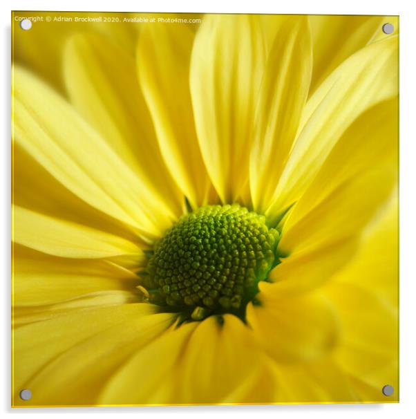 Yellow Daisy Gerbera Acrylic by Adrian Brockwell