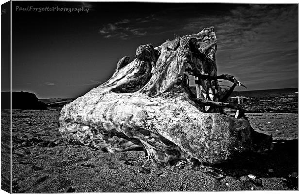driftwood Canvas Print by paul forgette