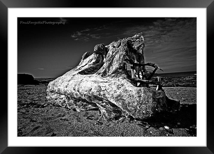 driftwood Framed Mounted Print by paul forgette