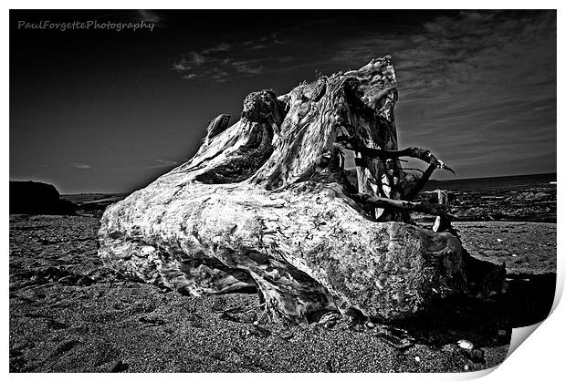 driftwood Print by paul forgette