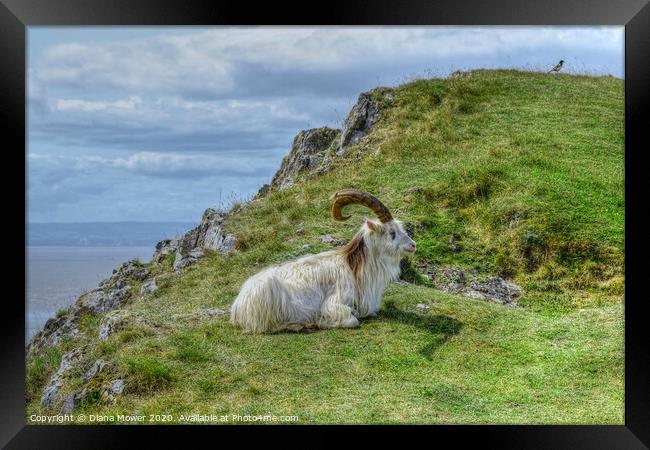 Brean Down  Goat Somerset Framed Print by Diana Mower