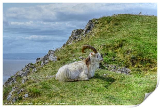 Brean Down  Goat Somerset Print by Diana Mower