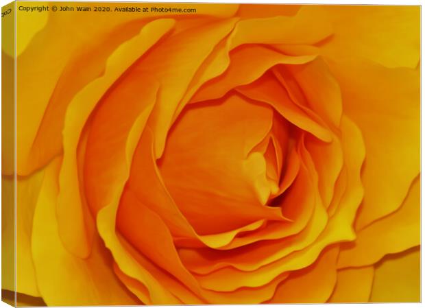 Yellow Rose (Digital Art) Canvas Print by John Wain