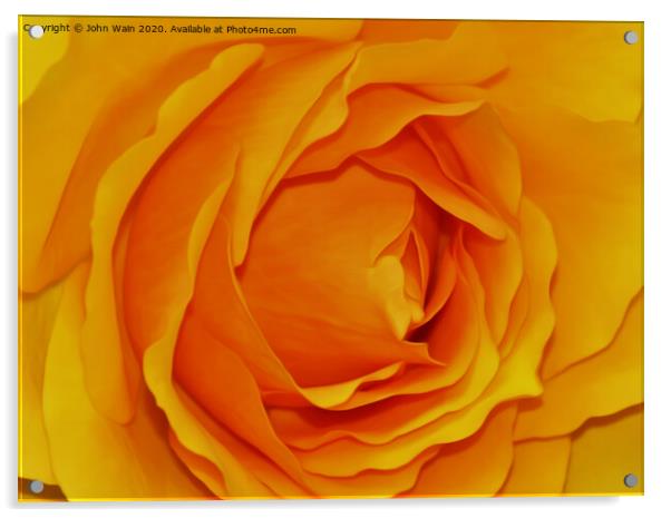 Yellow Rose (Digital Art) Acrylic by John Wain