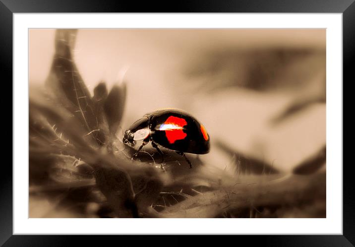 Ladybird Framed Mounted Print by Louise Godwin