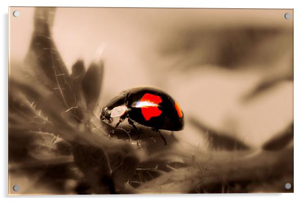 Ladybird Acrylic by Louise Godwin
