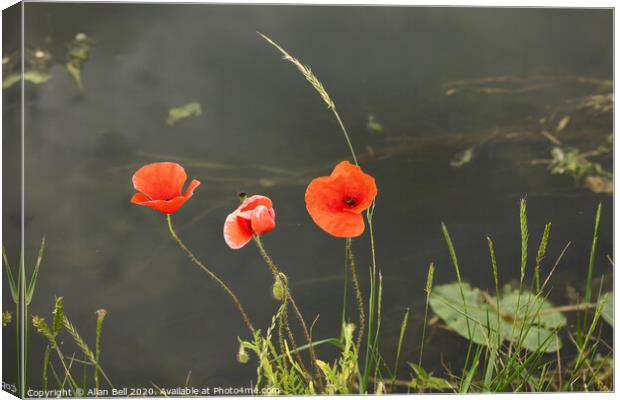 Three Poppies By a River Canvas Print by Allan Bell