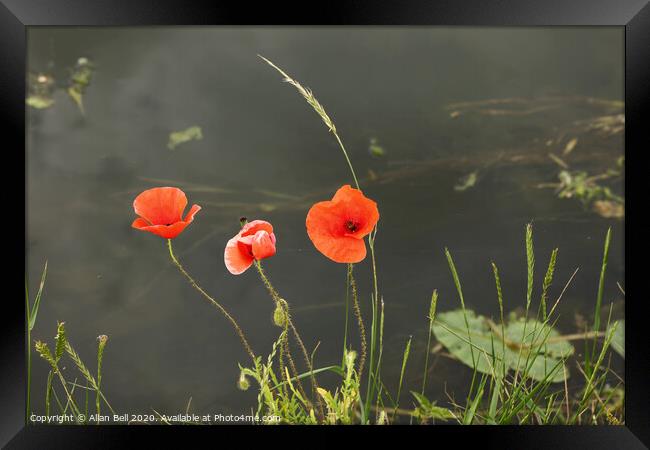 Three Poppies By a River Framed Print by Allan Bell
