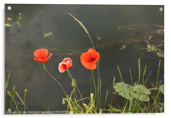 Three Poppies By a River Acrylic by Allan Bell