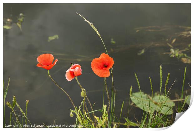 Three Poppies By a River Print by Allan Bell