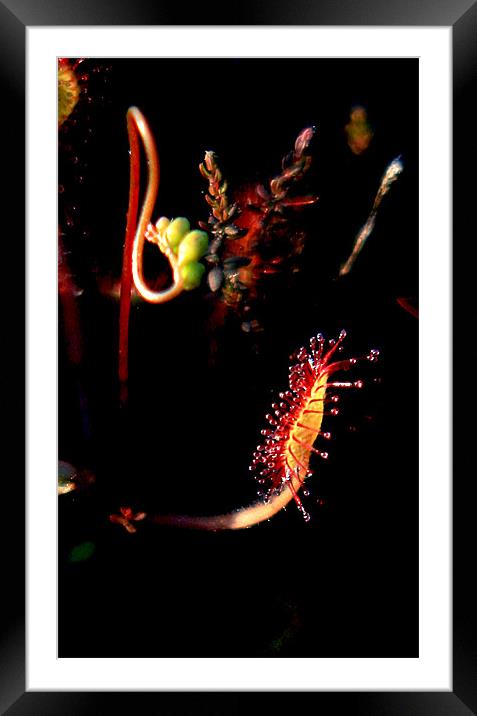 Sundew Study 1 Framed Mounted Print by val butcher