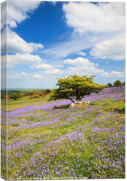 Bluebells on Dartmoor  Canvas Print by Andrew Ray
