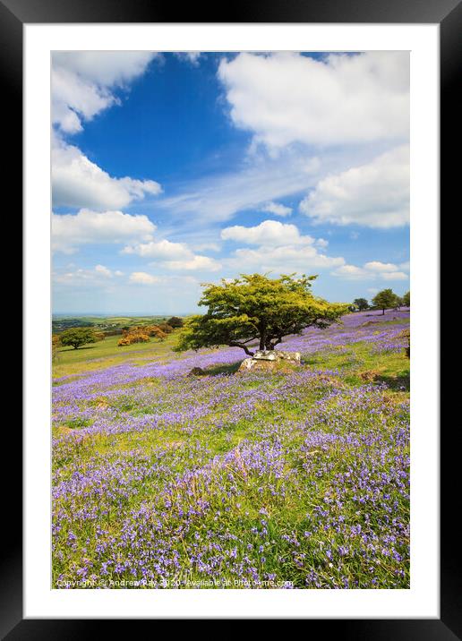 Bluebells on Dartmoor  Framed Mounted Print by Andrew Ray