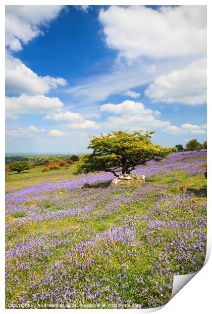 Bluebells on Dartmoor  Print by Andrew Ray