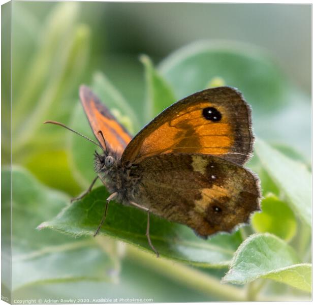 The Gatekeeper Butterfly Canvas Print by Adrian Rowley