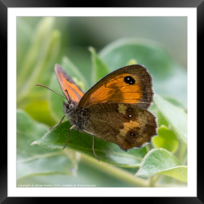 The Gatekeeper Butterfly Framed Mounted Print by Adrian Rowley