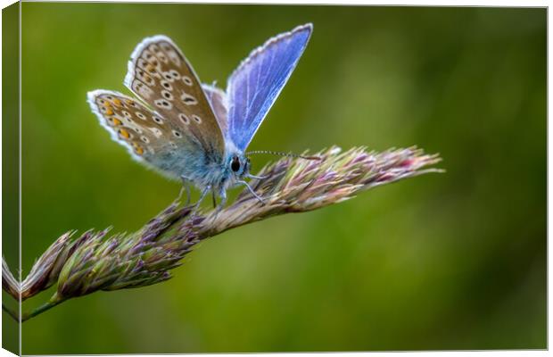 Common Blue butterfly (Polyommatus icarus) Canvas Print by chris smith