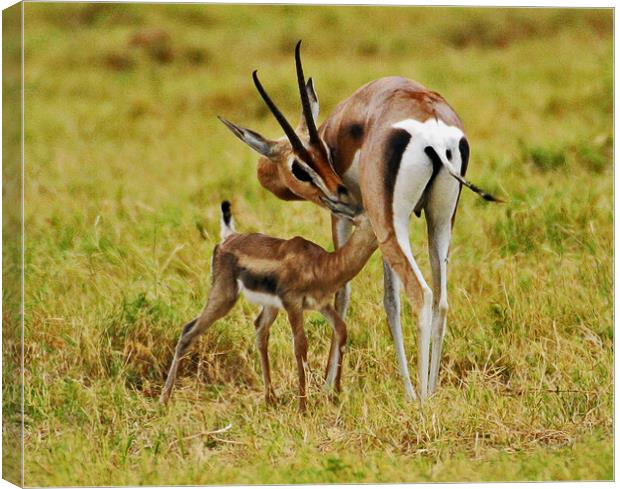 Antilope and young Canvas Print by Michael Smith