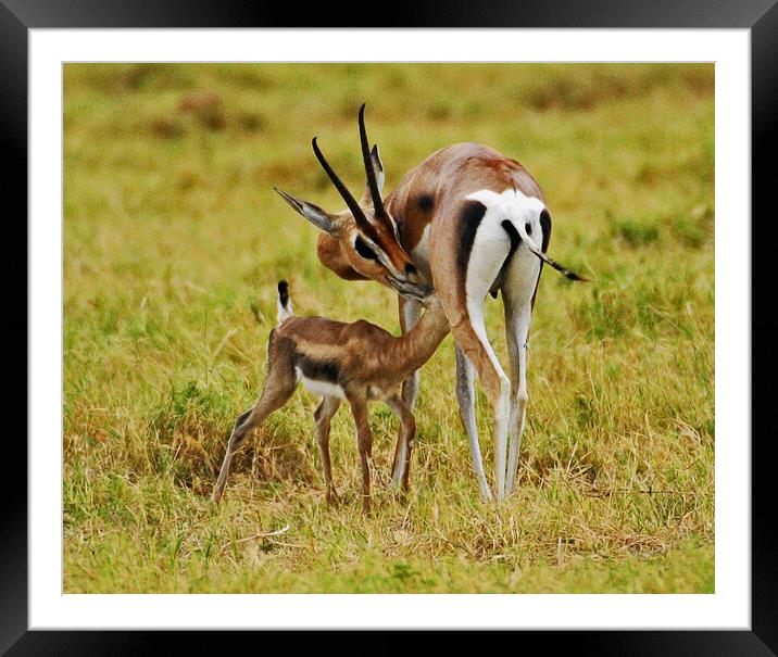 Antilope and young Framed Mounted Print by Michael Smith