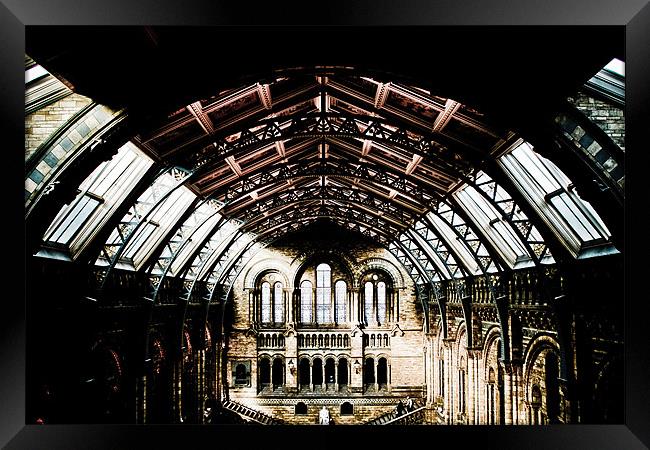 Natural History Museum HDR Framed Print by paul forgette