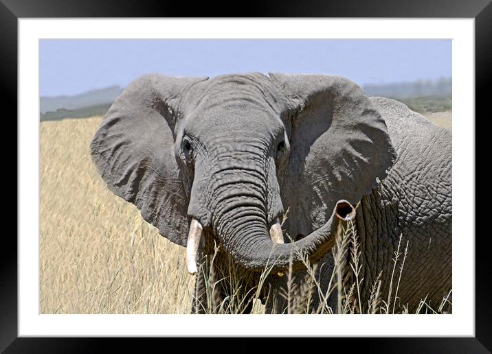 African elephant Framed Mounted Print by Michael Smith