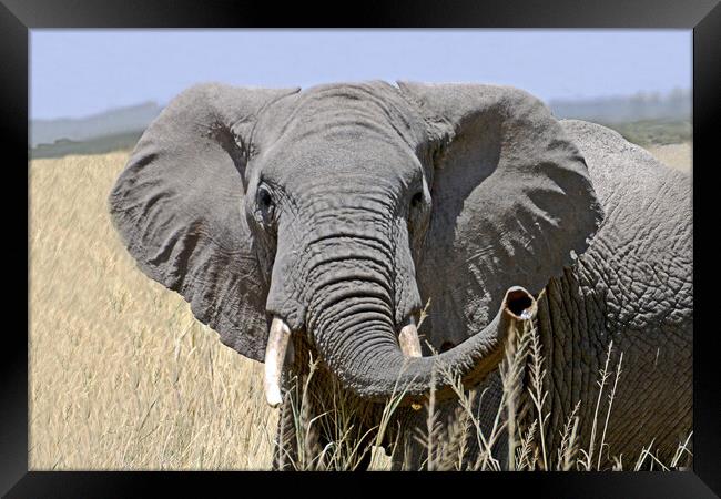 African elephant Framed Print by Michael Smith