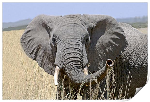 African elephant Print by Michael Smith