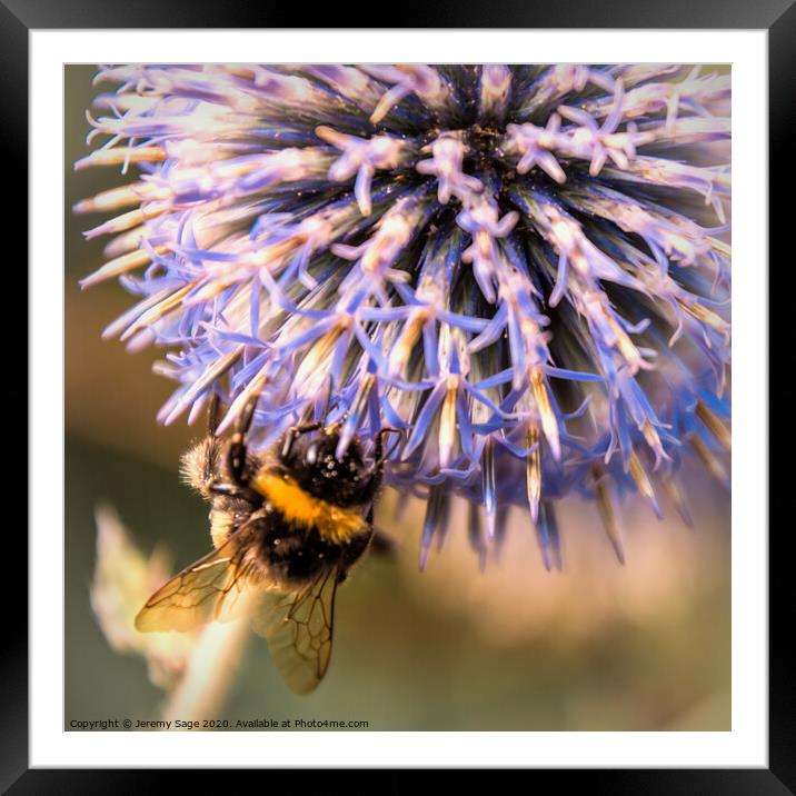 The busy bee Framed Mounted Print by Jeremy Sage