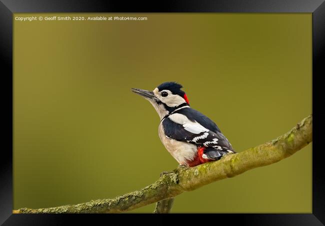 Great Spotted Woodpecker Framed Print by Geoff Smith