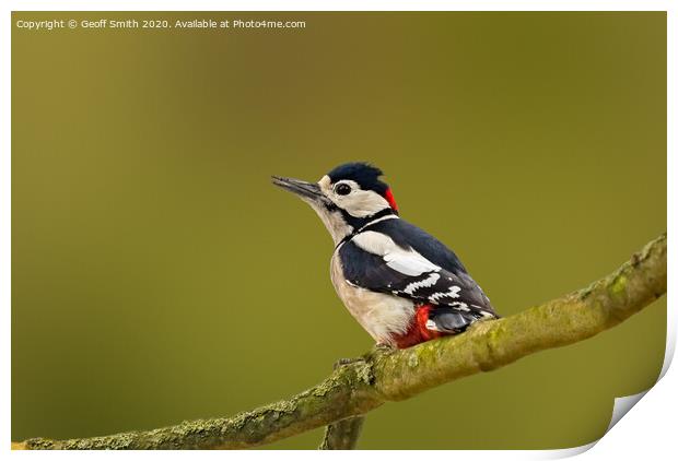 Great Spotted Woodpecker Print by Geoff Smith